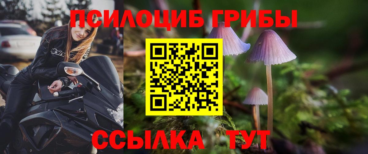 Псилоцибиновые грибы Cubensis Чита